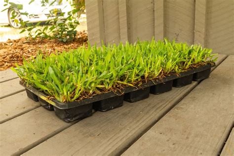 St augustine grass plugs - 11 Mar 2021 ... Comments3 · Spring Showcase Shrubs · Planting Bermuda Grass Plugs | Grass Plugger Grass Plug Plugging · St Augustine Plug Grow Project: How To&...